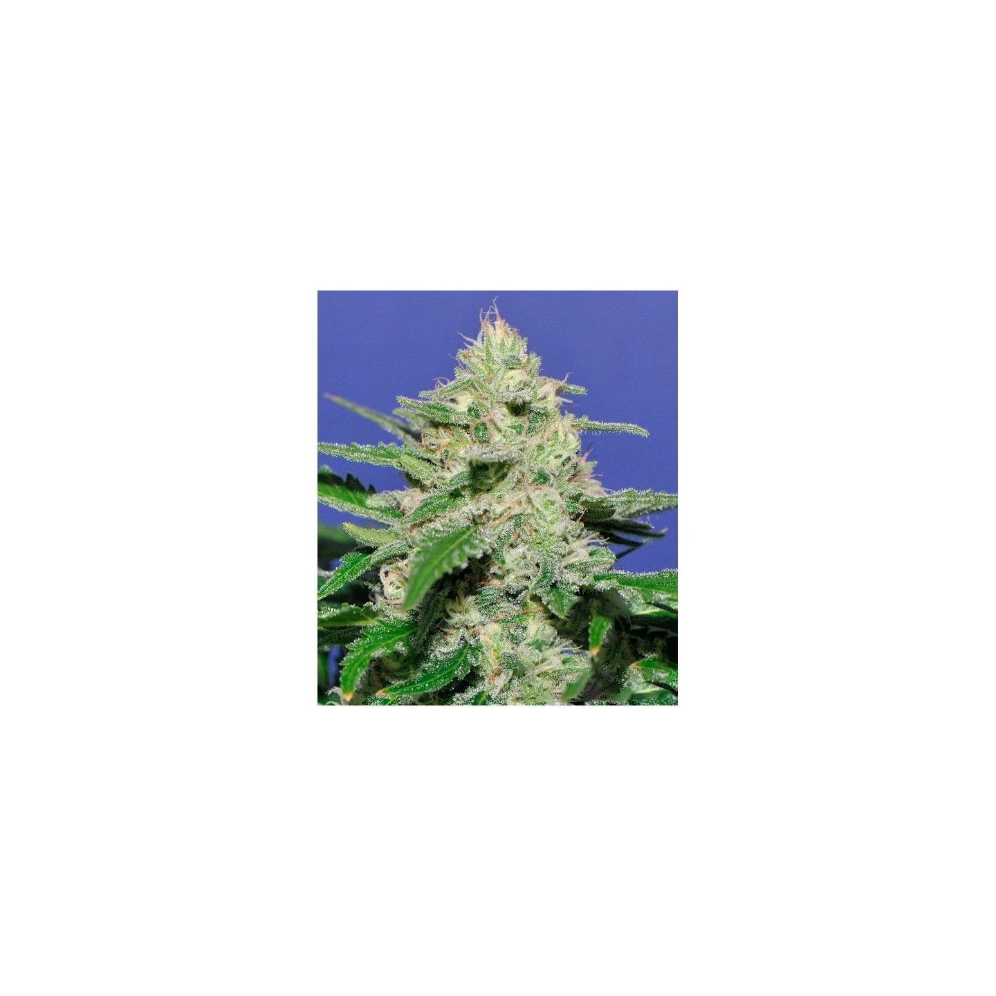 Widow Bomb Feminizada de Bomb Seeds