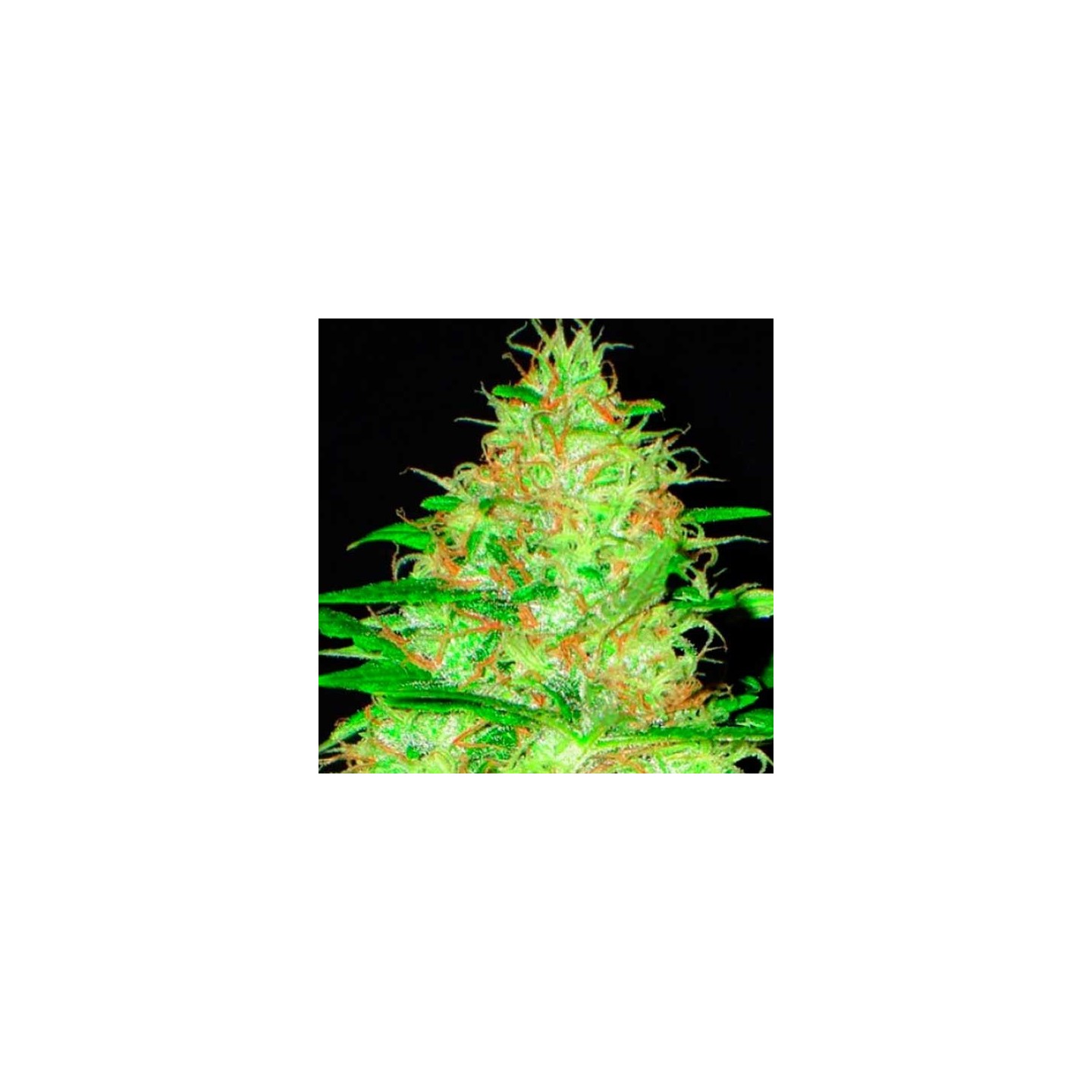 Kali Feminizada de Cbd Seeds