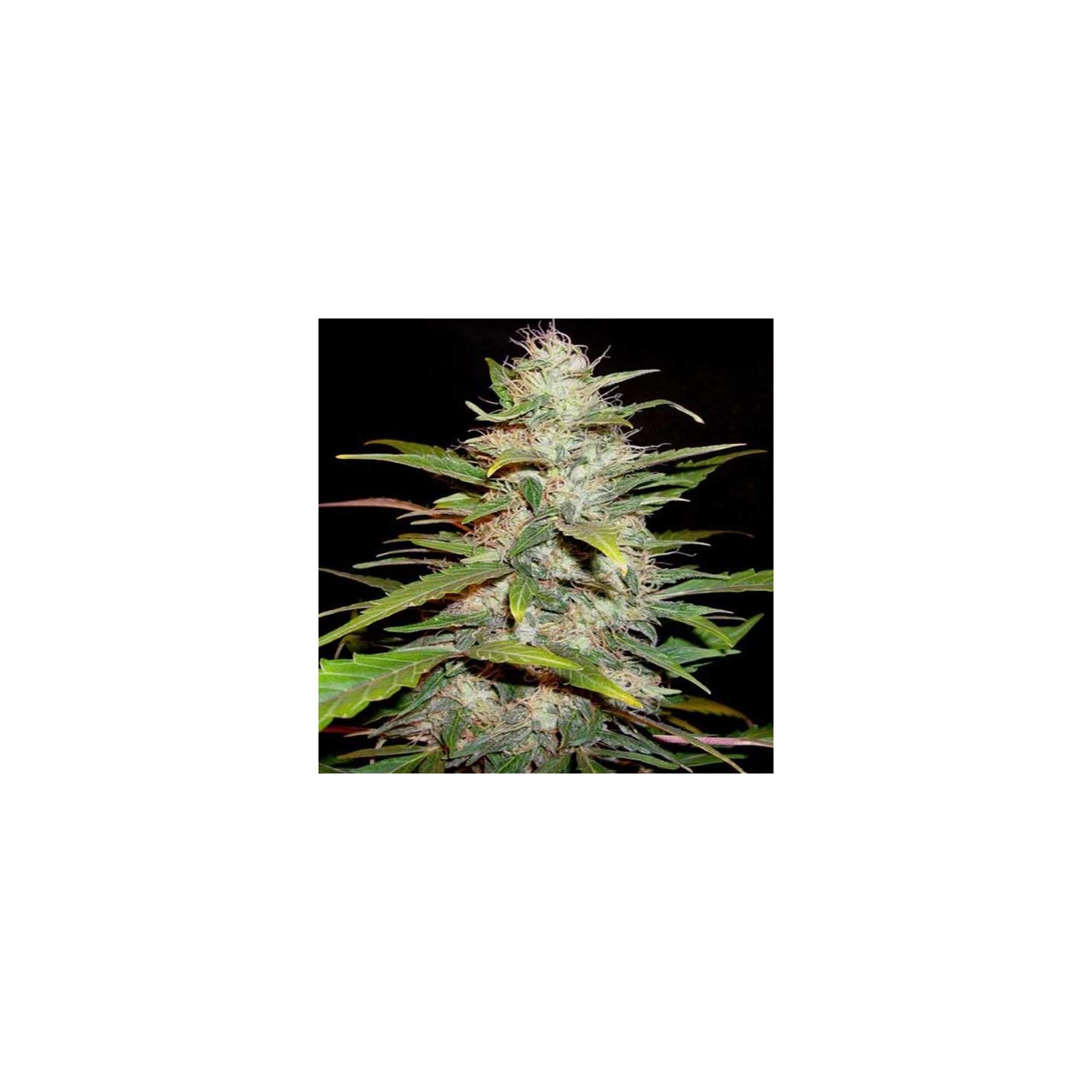 Lavender Feminizada de Cbd Seeds