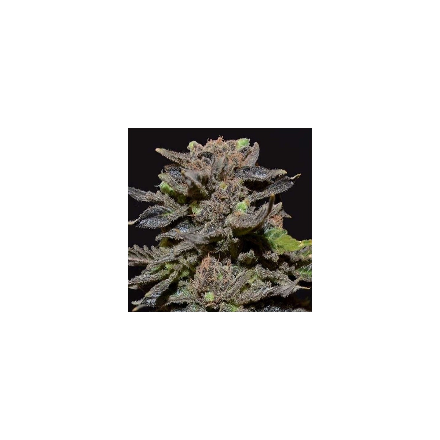 Magma Feminizada de Cbd Seeds