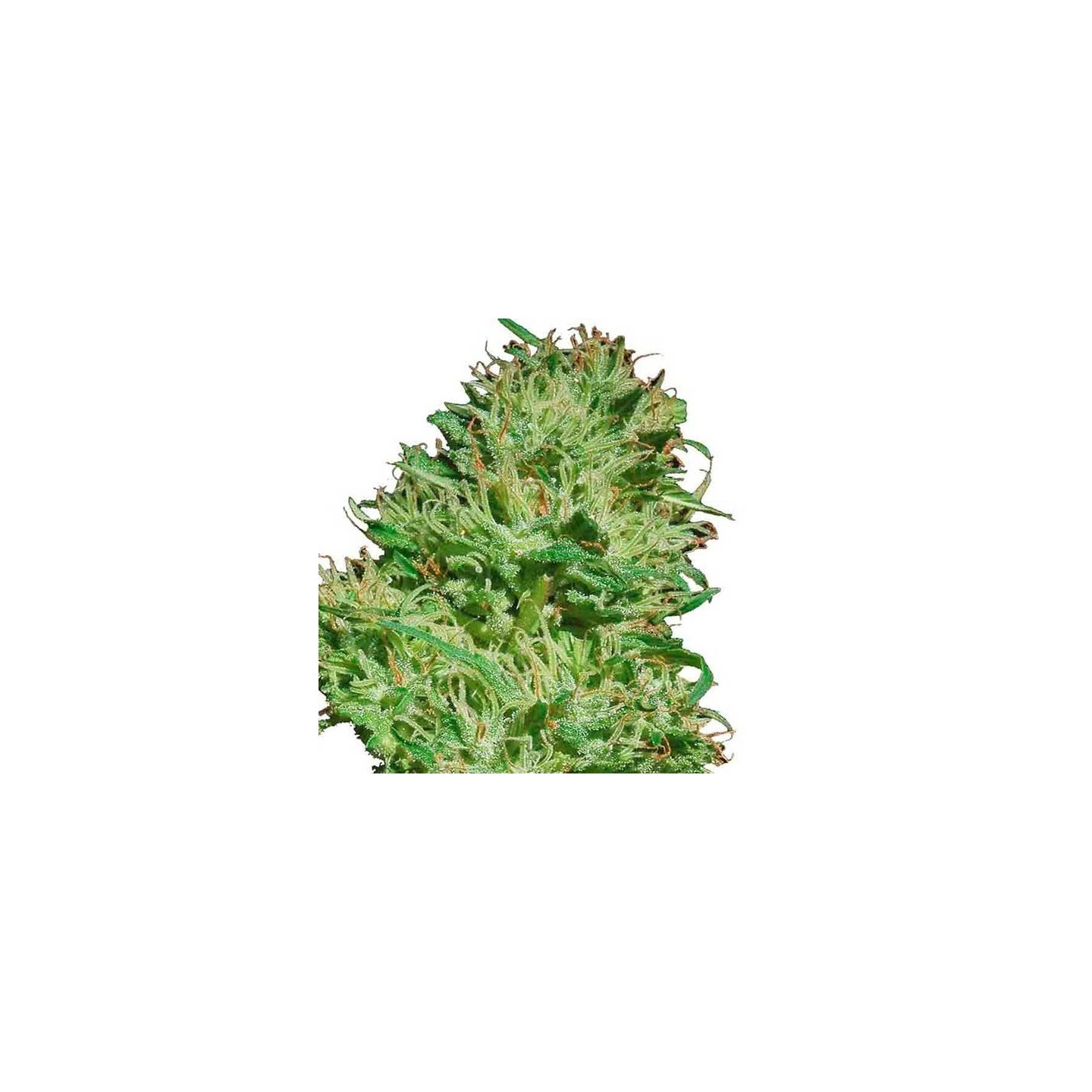 Mexican Haze Feminizada de Cbd Seeds
