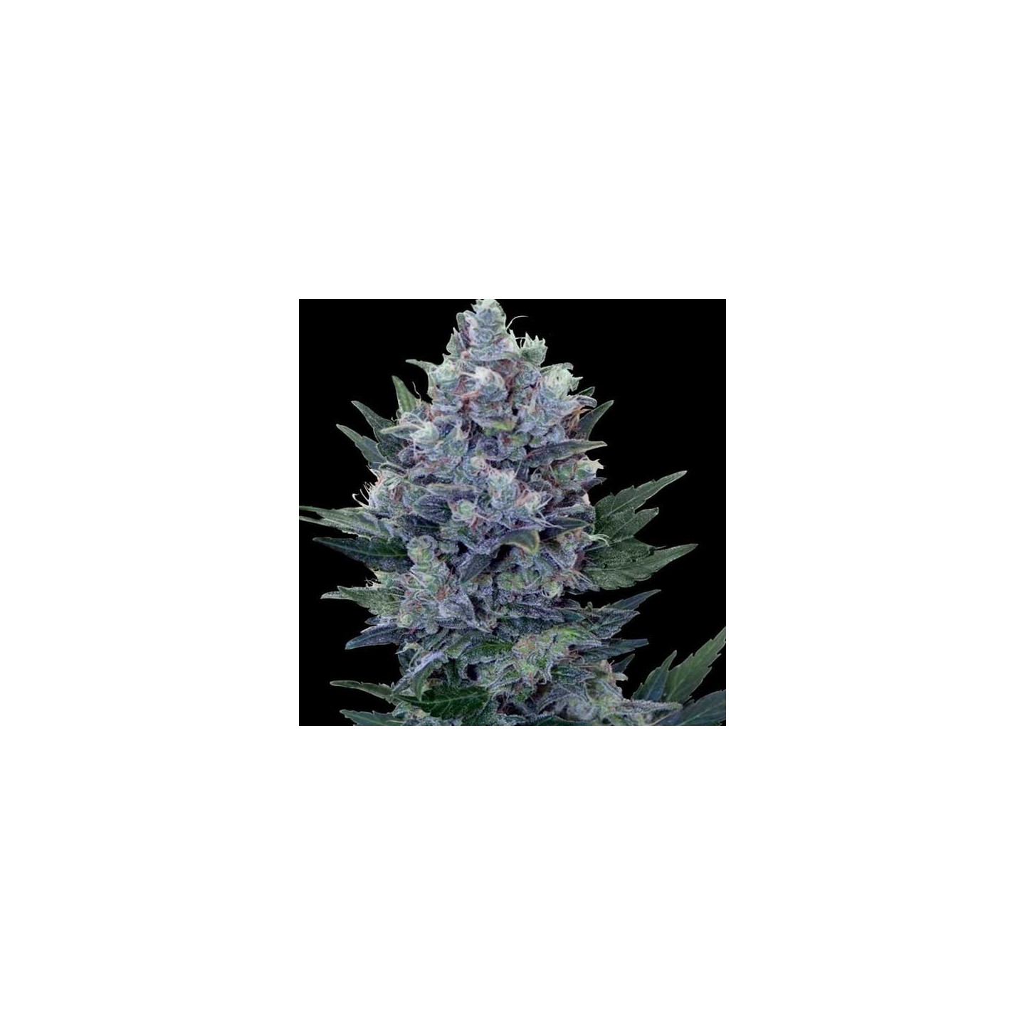 Northern Feminizada de Cbd Seeds