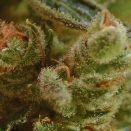 One To One Feminizada de Cbd Seeds