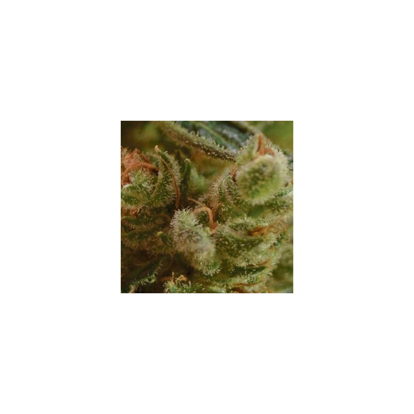 One To One Feminizada de Cbd Seeds