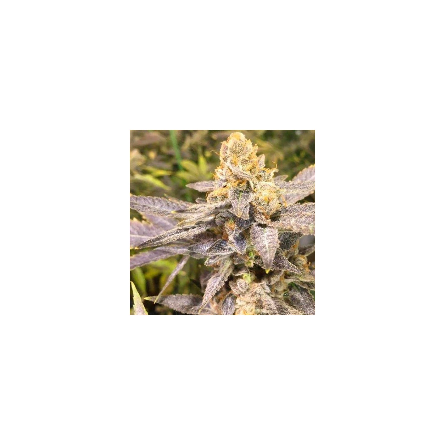 Orange Big Bud Feminizada de Cbd Seeds