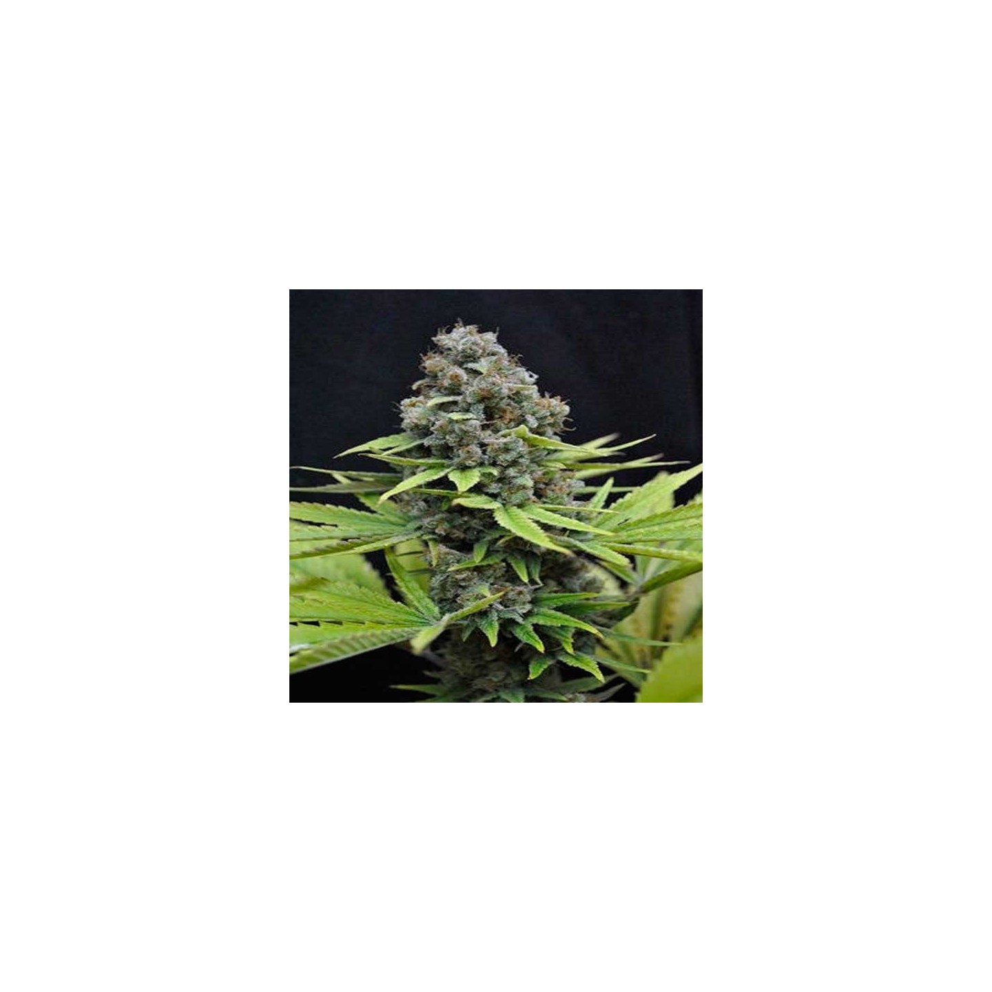 Shark Feminizada de Cbd Seeds