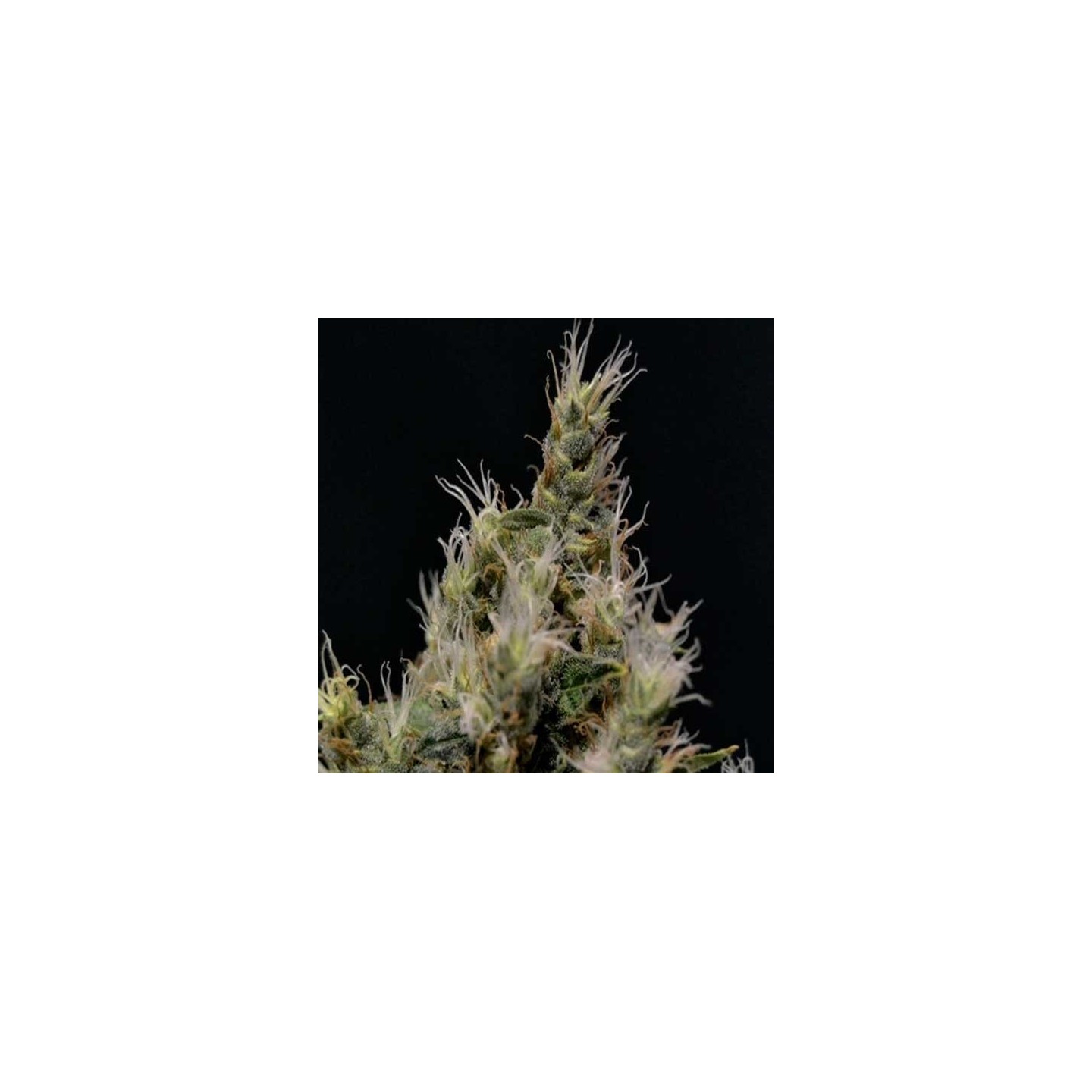 Vanilla Haze Feminizada de Cbd Seeds