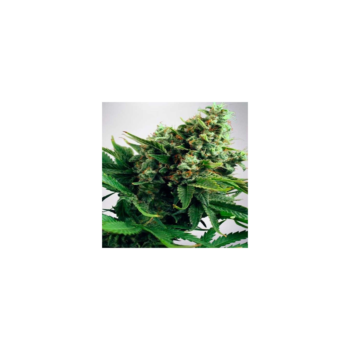 Widow Feminizada de Cbd Seeds