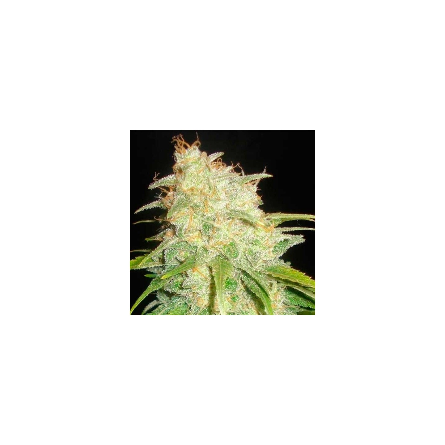 Yumbolt Feminizada de Cbd Seeds