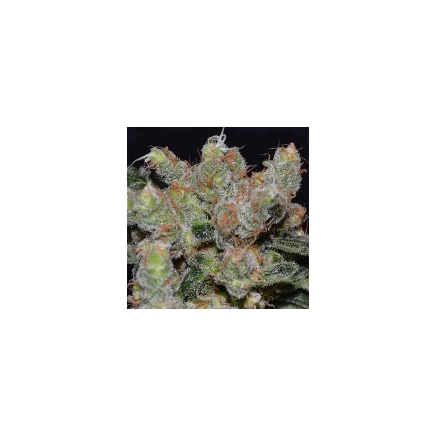 Zen Feminizada de Cbd Seeds