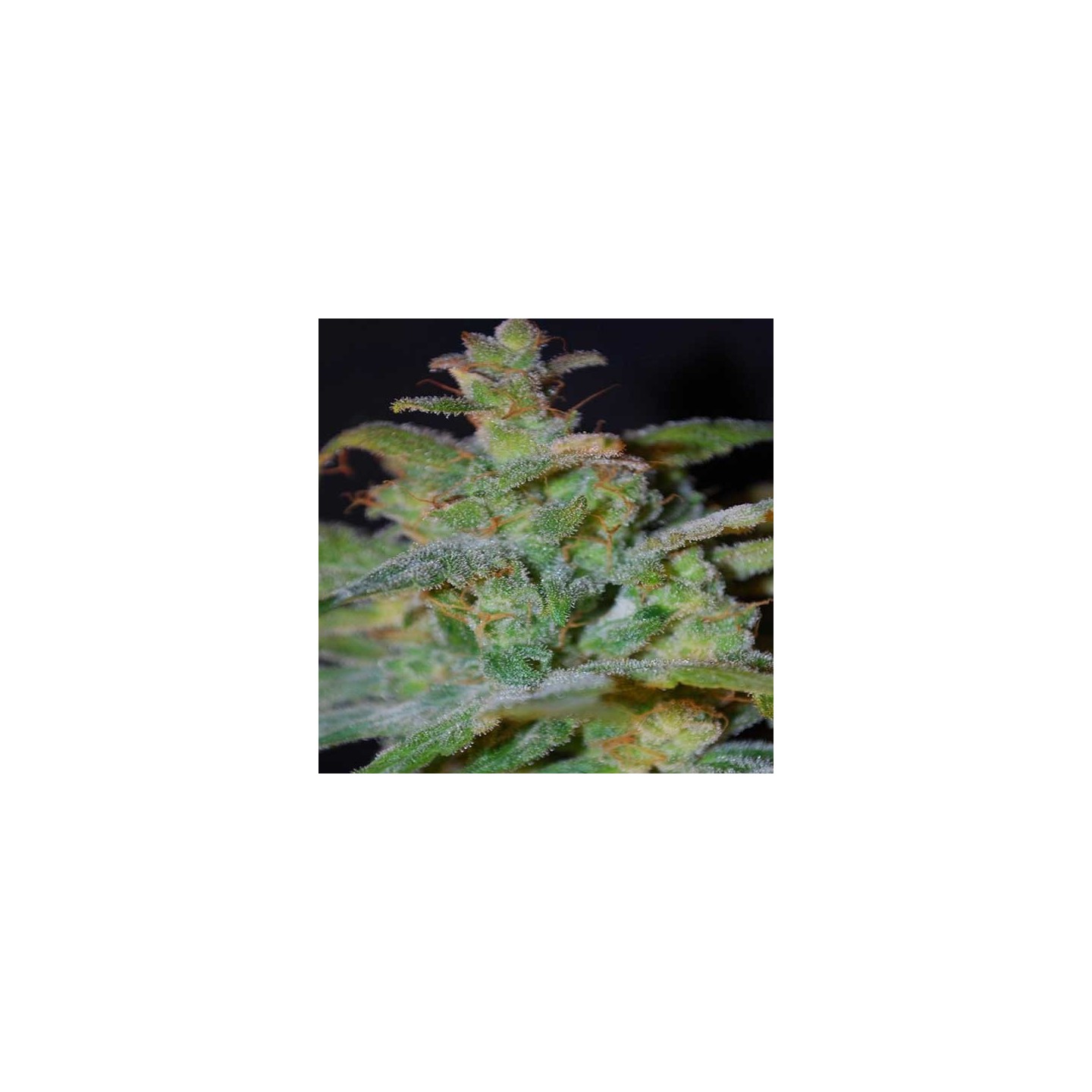 AK Autofloreciente Feminizada de Female Seeds