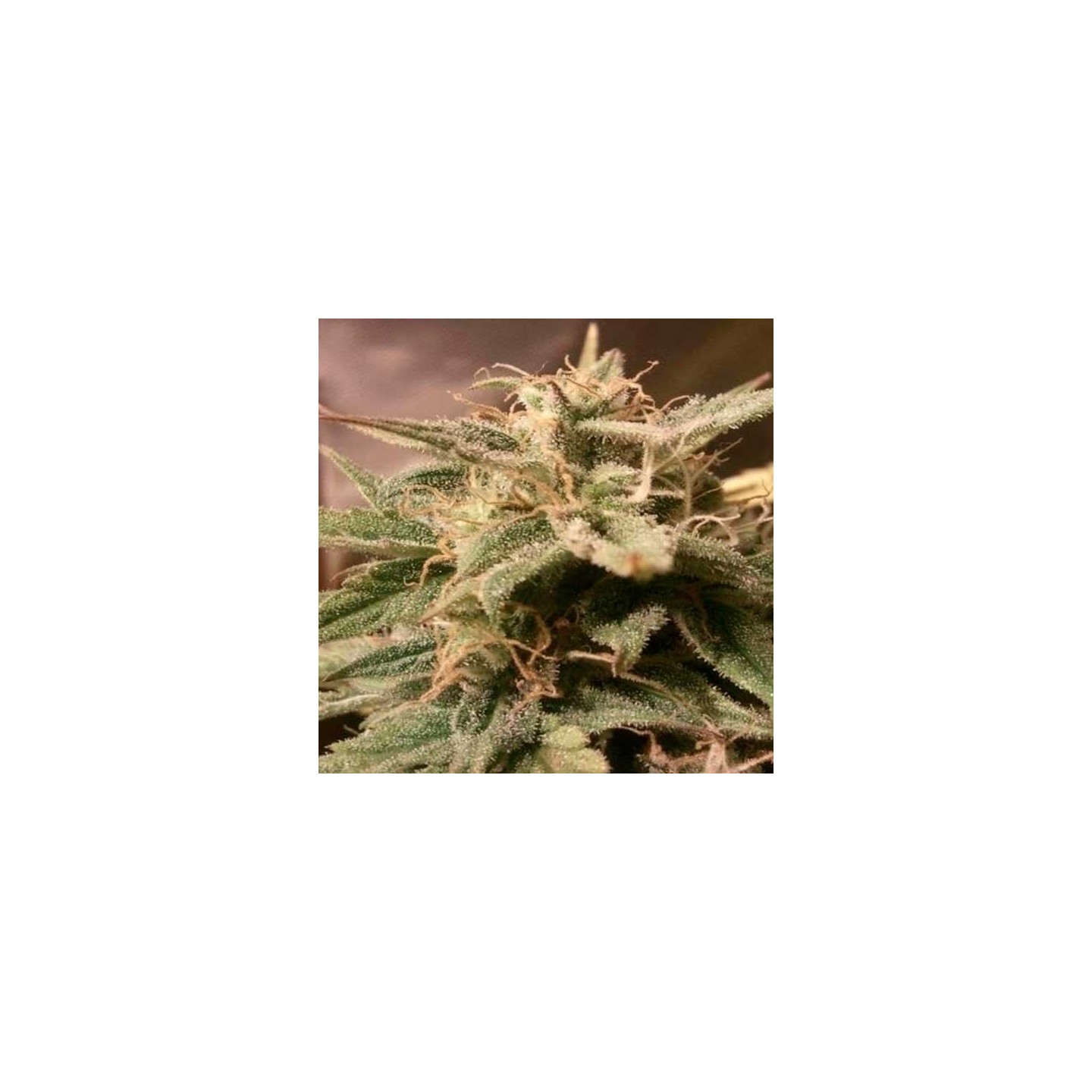 Bubble Autofloreciente Feminizada de Female Seeds