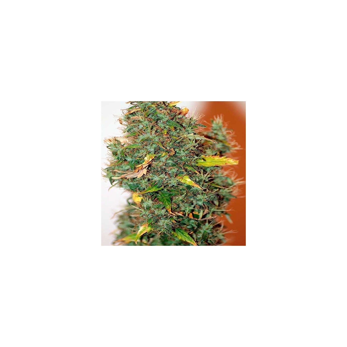 Kush Autofloreciente Feminizada de Female Seeds