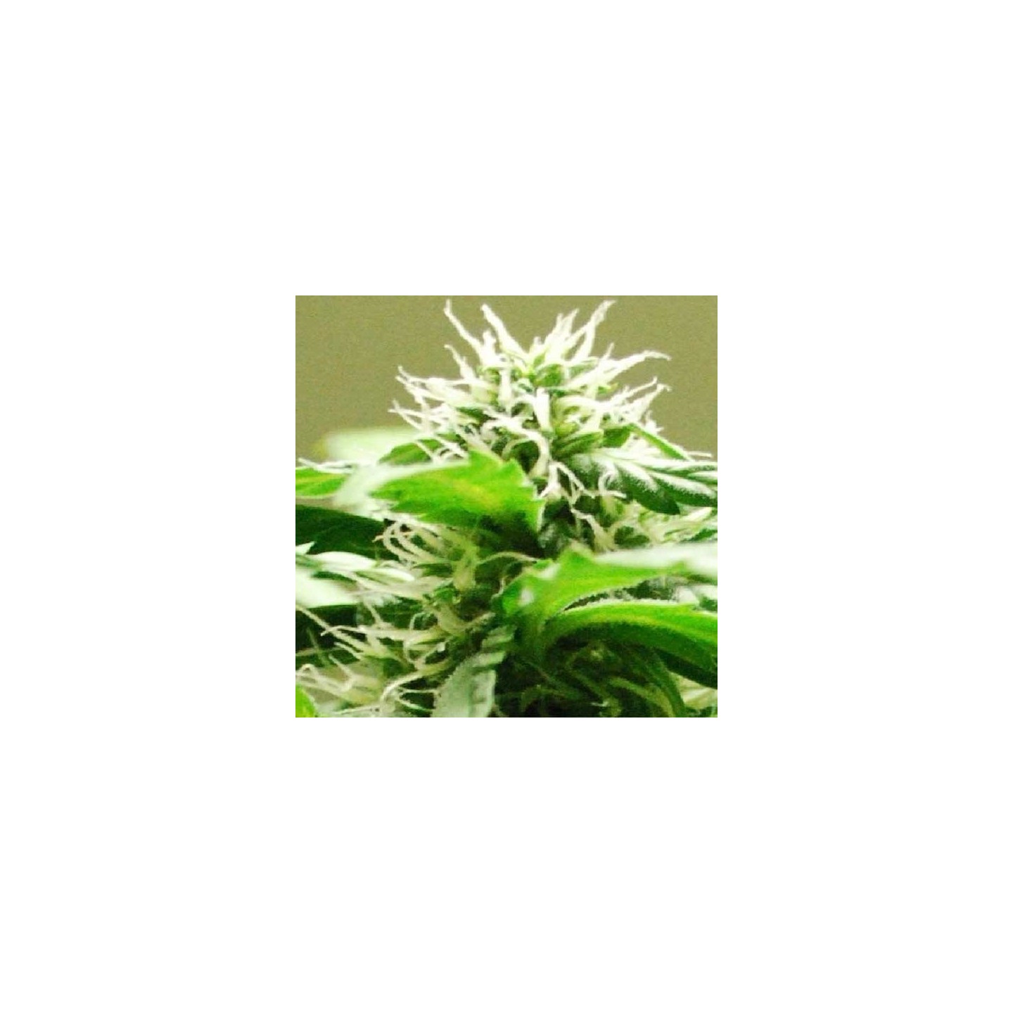 Speed Bud Autofloreciente Feminizada de Female Seeds