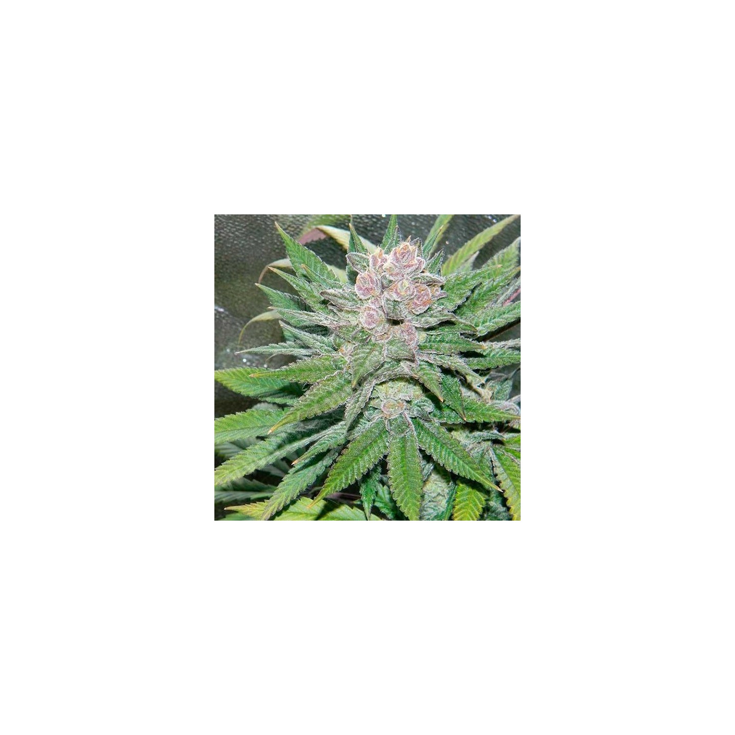 Blueberry Cheesecake Feminizada de Female Seeds
