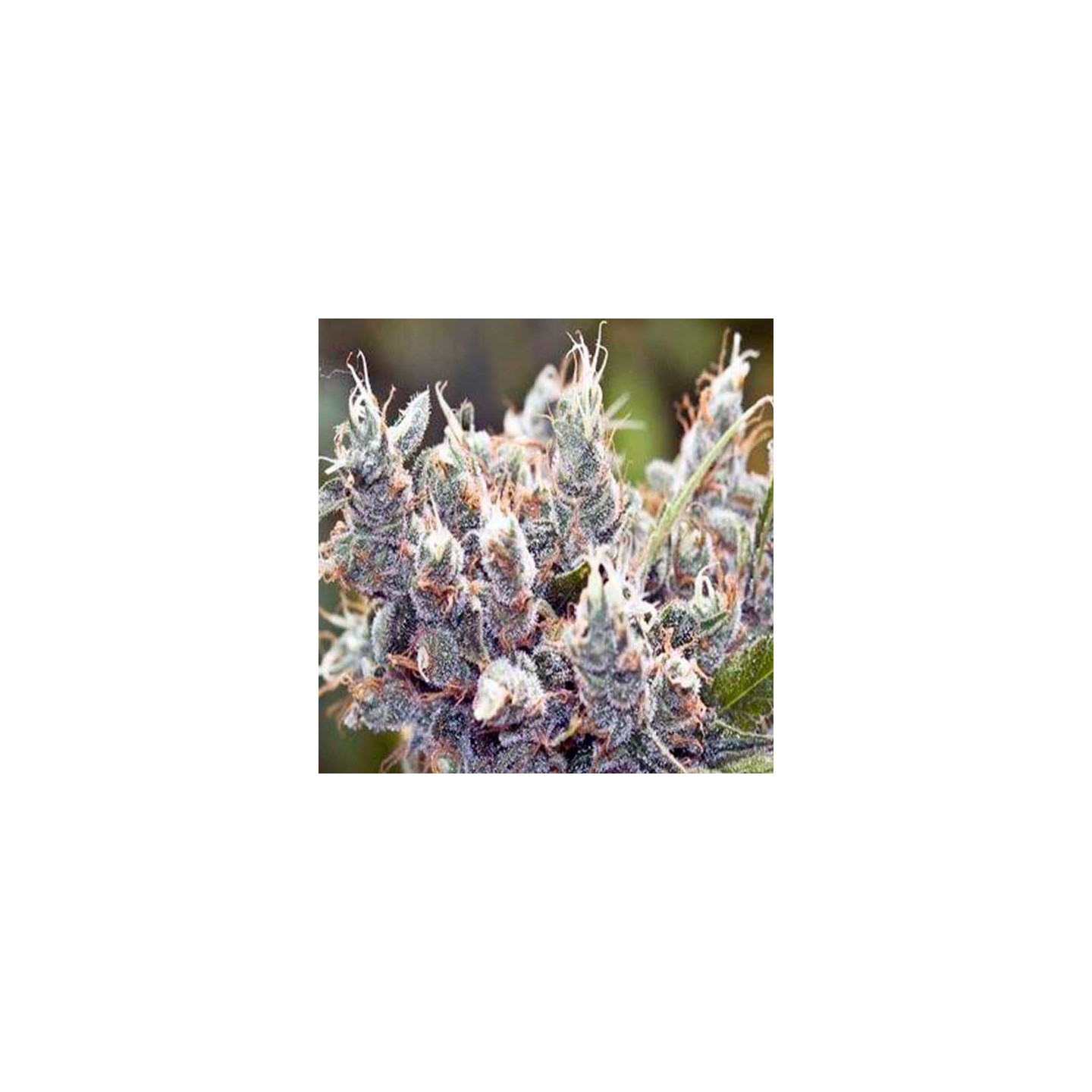 Bubblegummer Feminizada de Female Seeds
