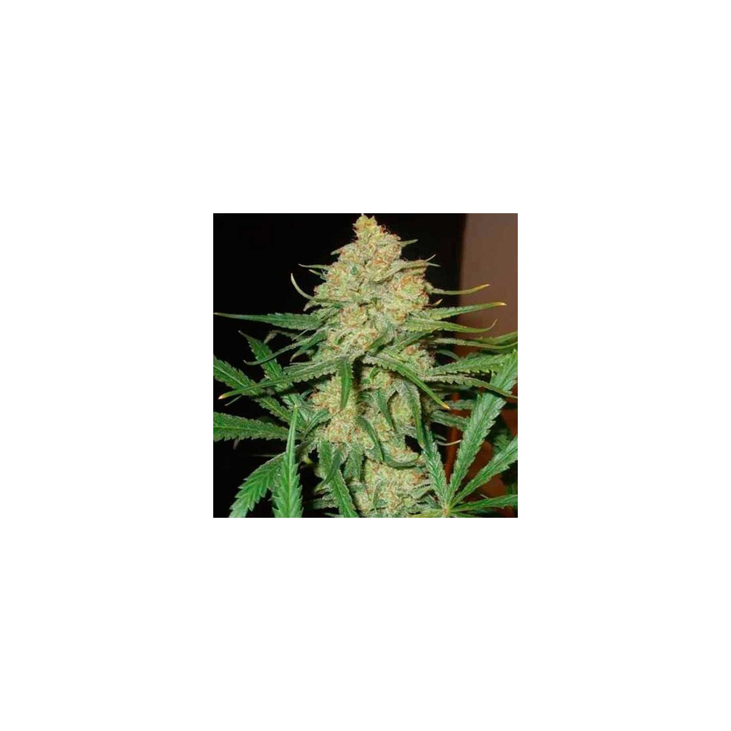 C99 Feminizada de Female Seeds