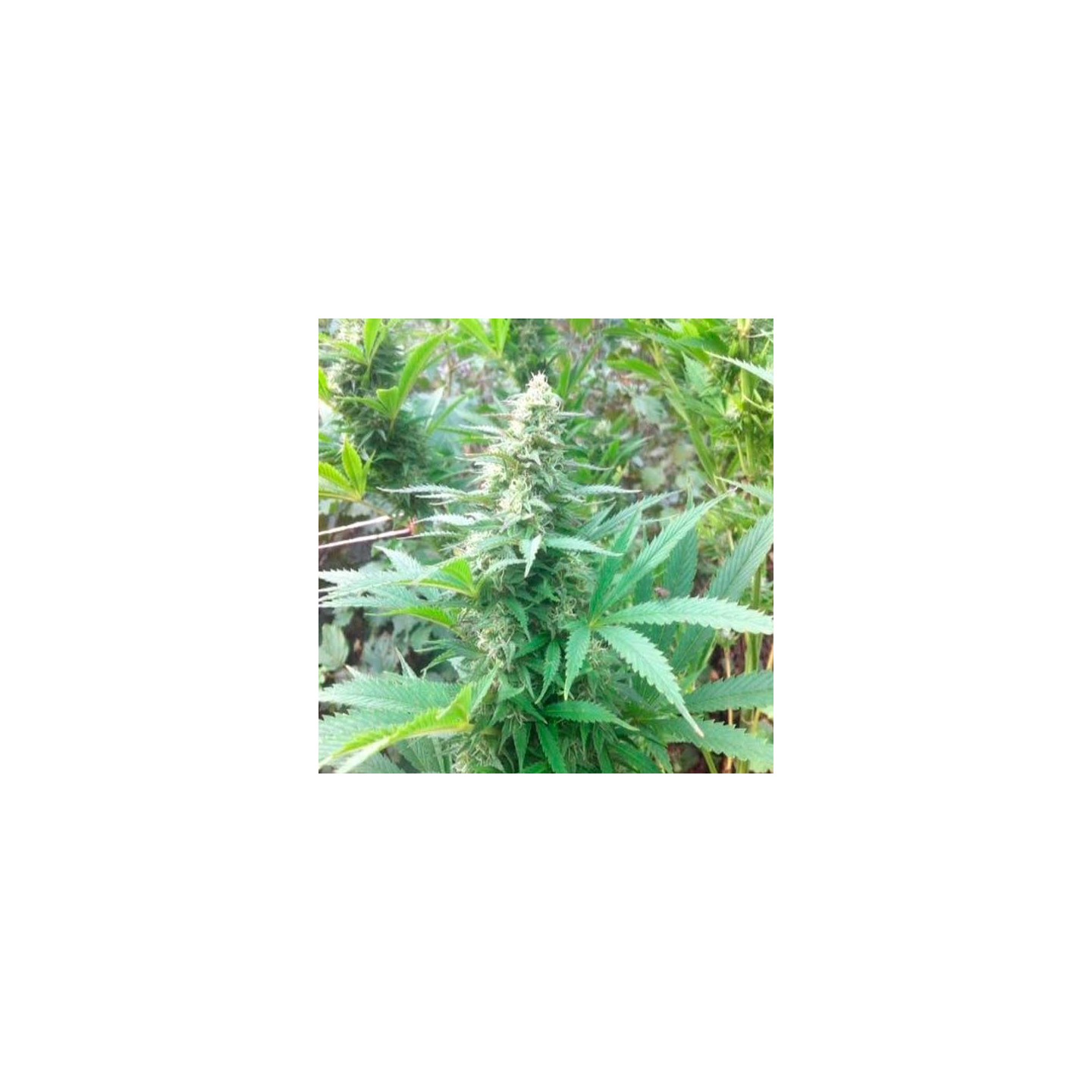 Easy Sativa Feminizada de Female Seeds