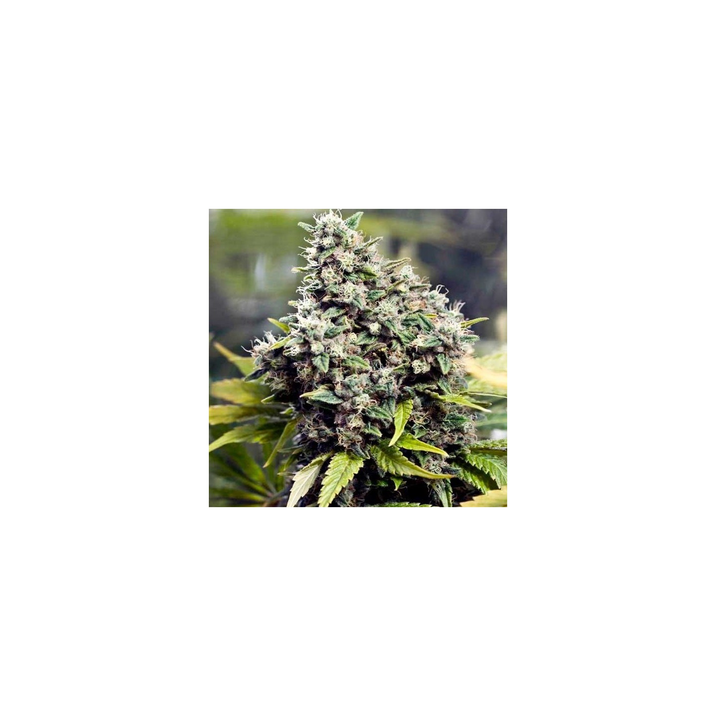 Grapefruit Feminizada de Female Seeds