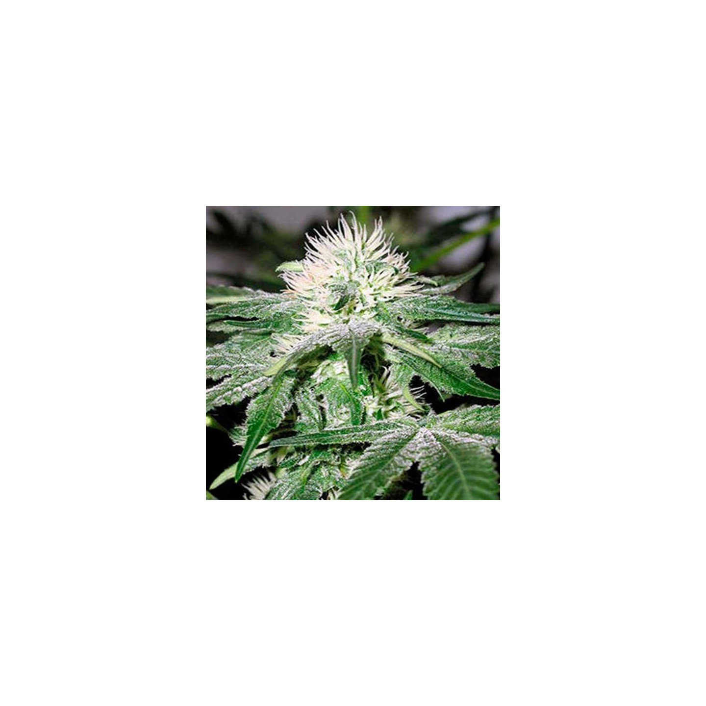 Ice Feminizada de Female Seeds