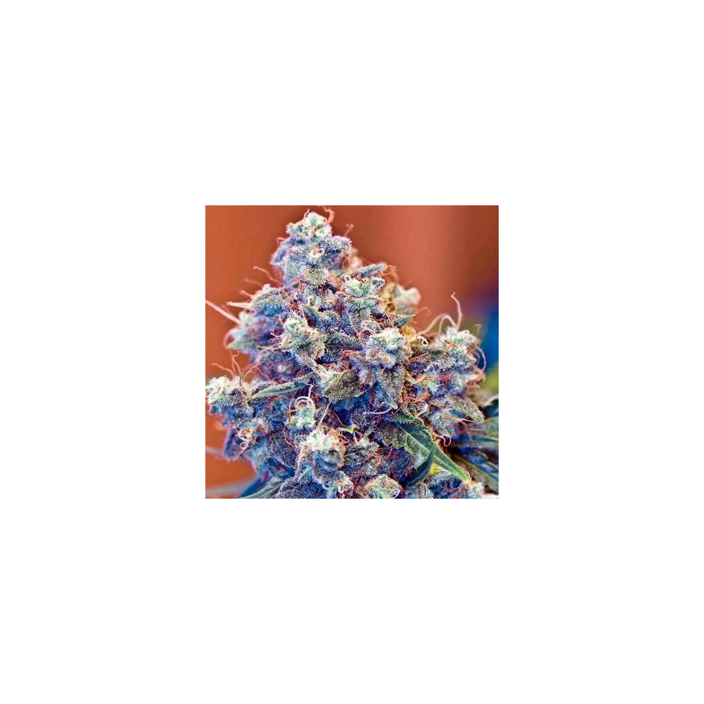 Iced Grapefruit Feminizada de Female Seeds