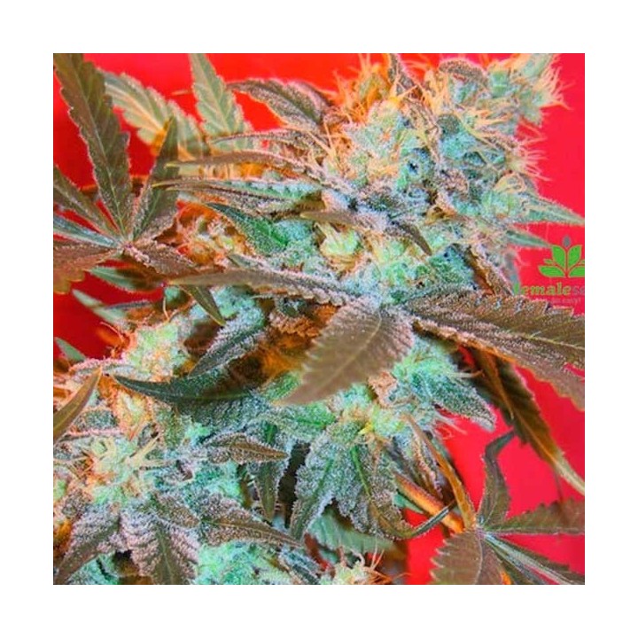 Iced Widow Feminizada de Female Seeds