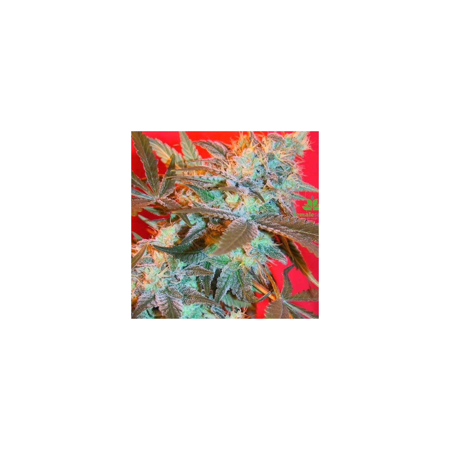 Iced Widow Feminizada de Female Seeds