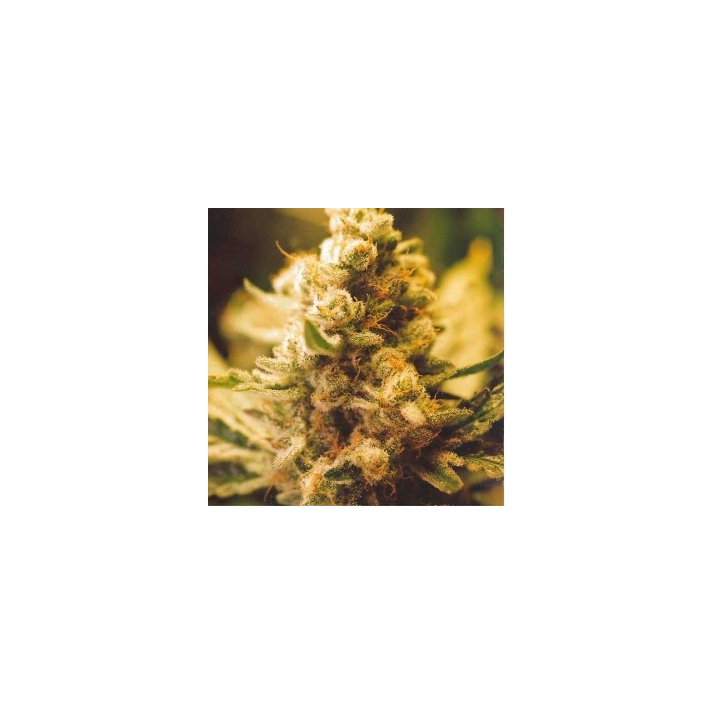 Lemon Kush Feminizada de Female Seeds