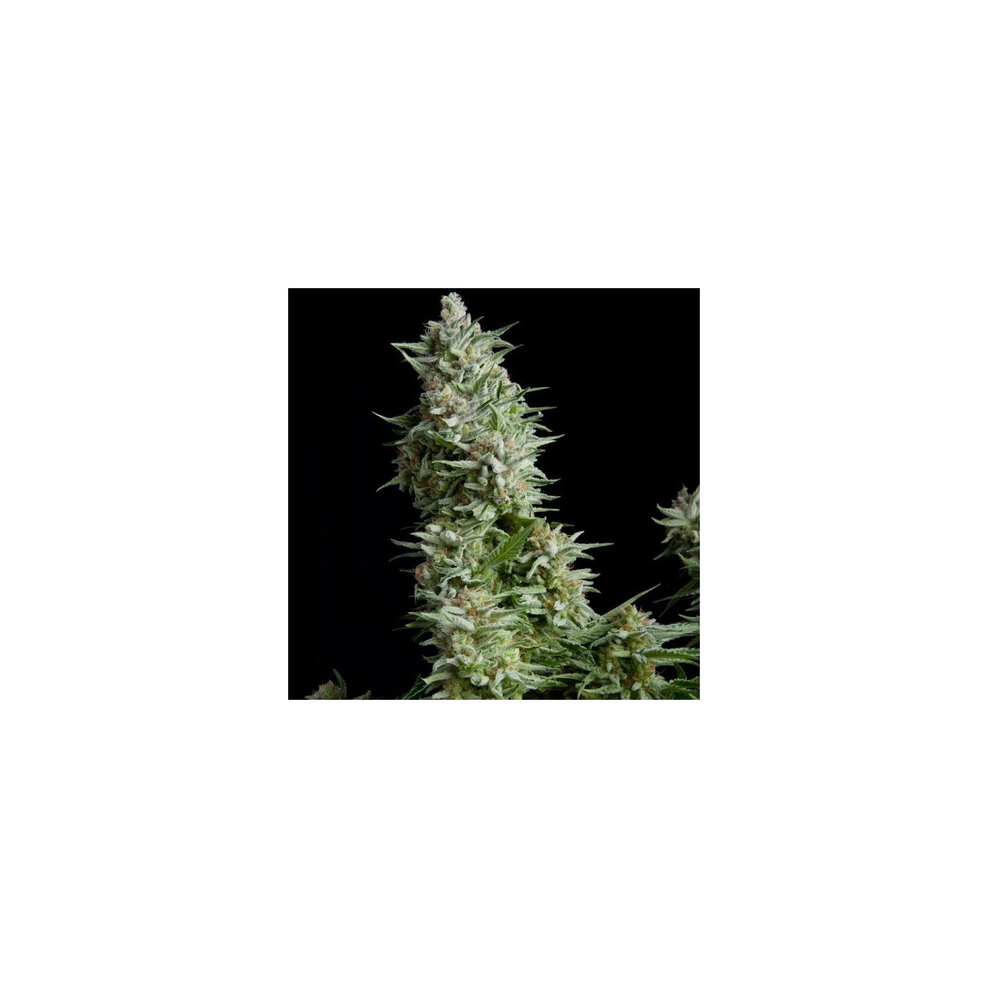 Alpujarreña Feminizada de Pyramid Seeds