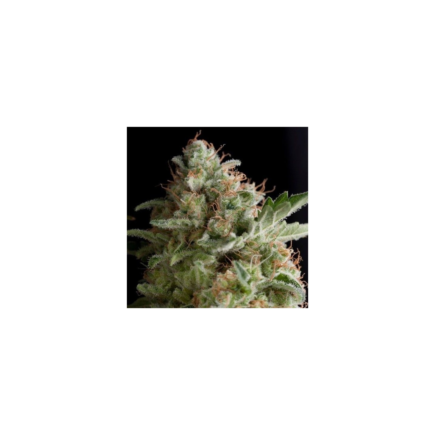 American Pie Feminizada de Pyramid Seeds