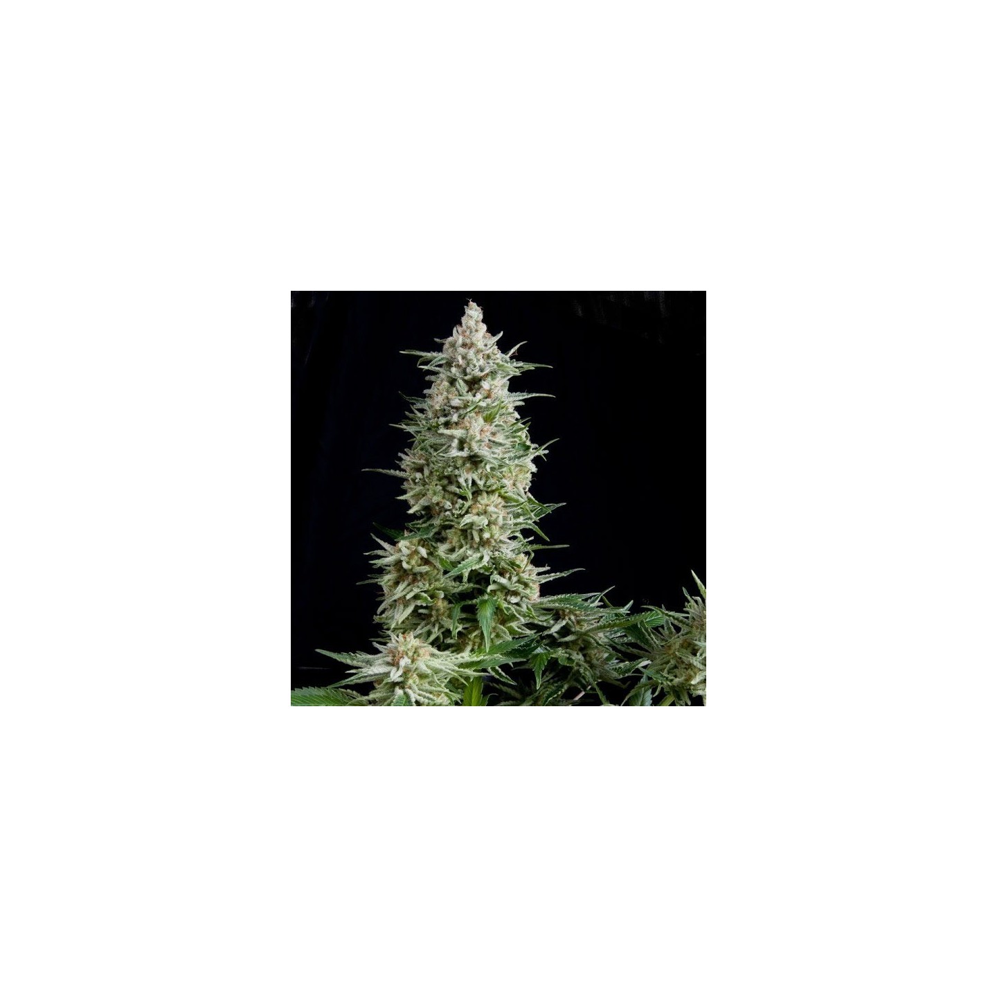 Amnesia Gold Feminizada de Pyramid Seeds