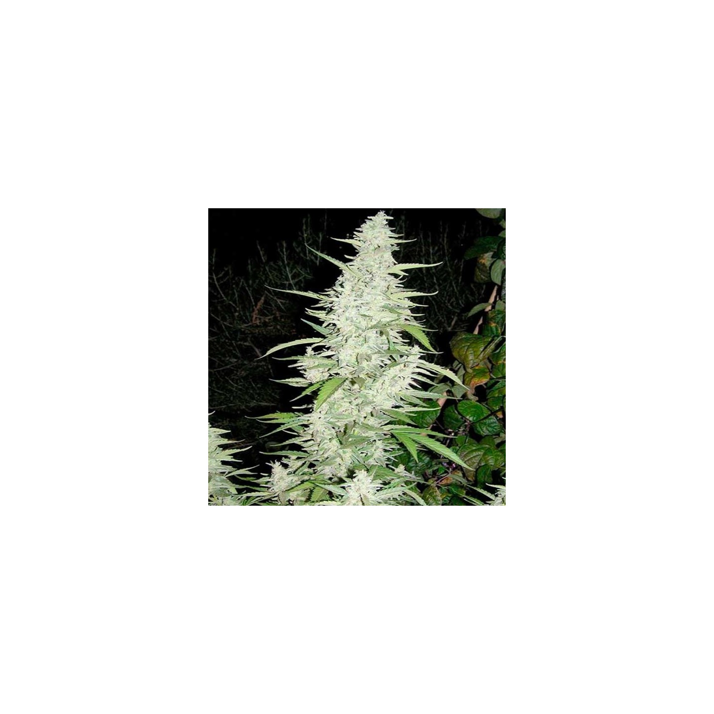 Maroc Feminizada de Female Seeds