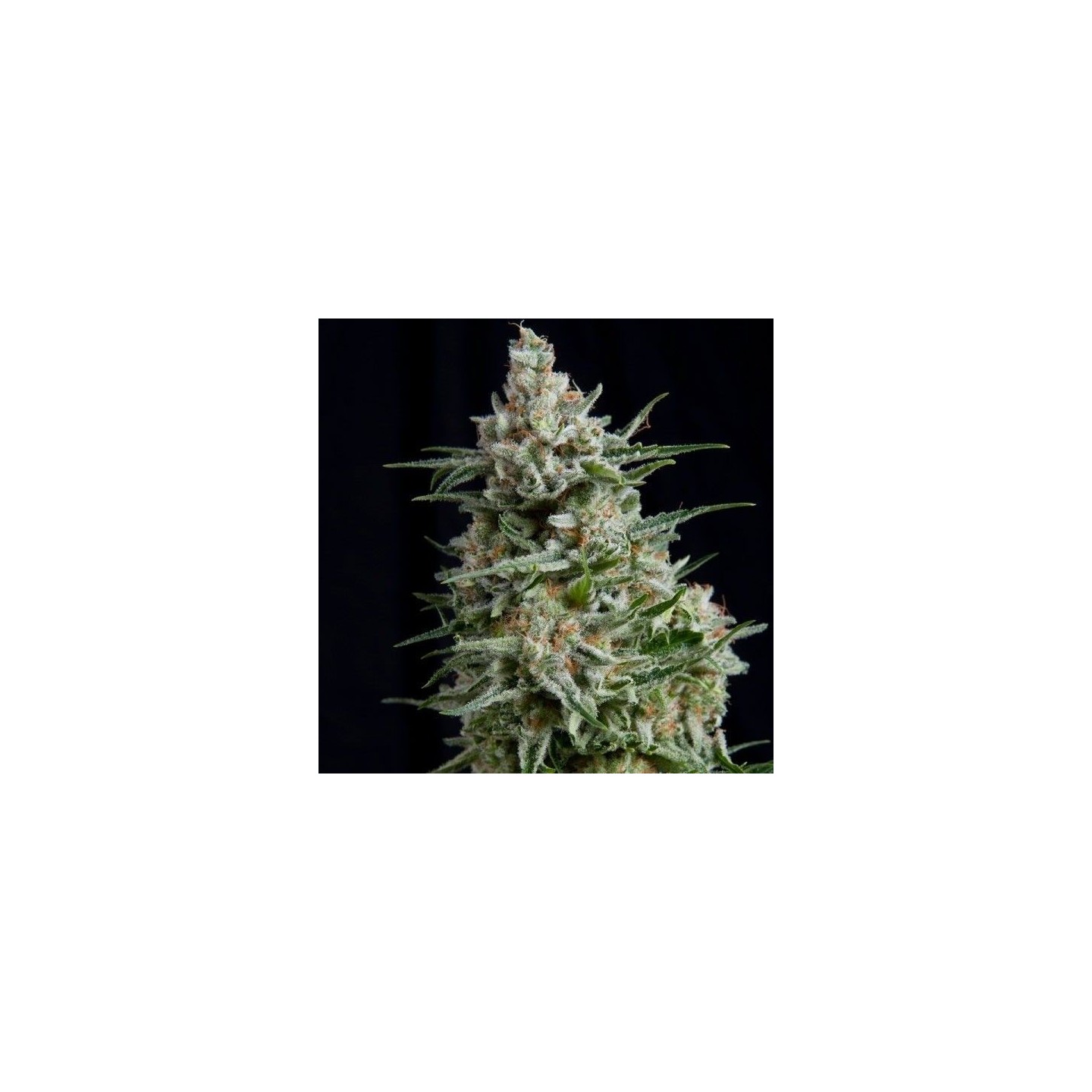 Anesthesia Feminizada de Pyramid Seeds