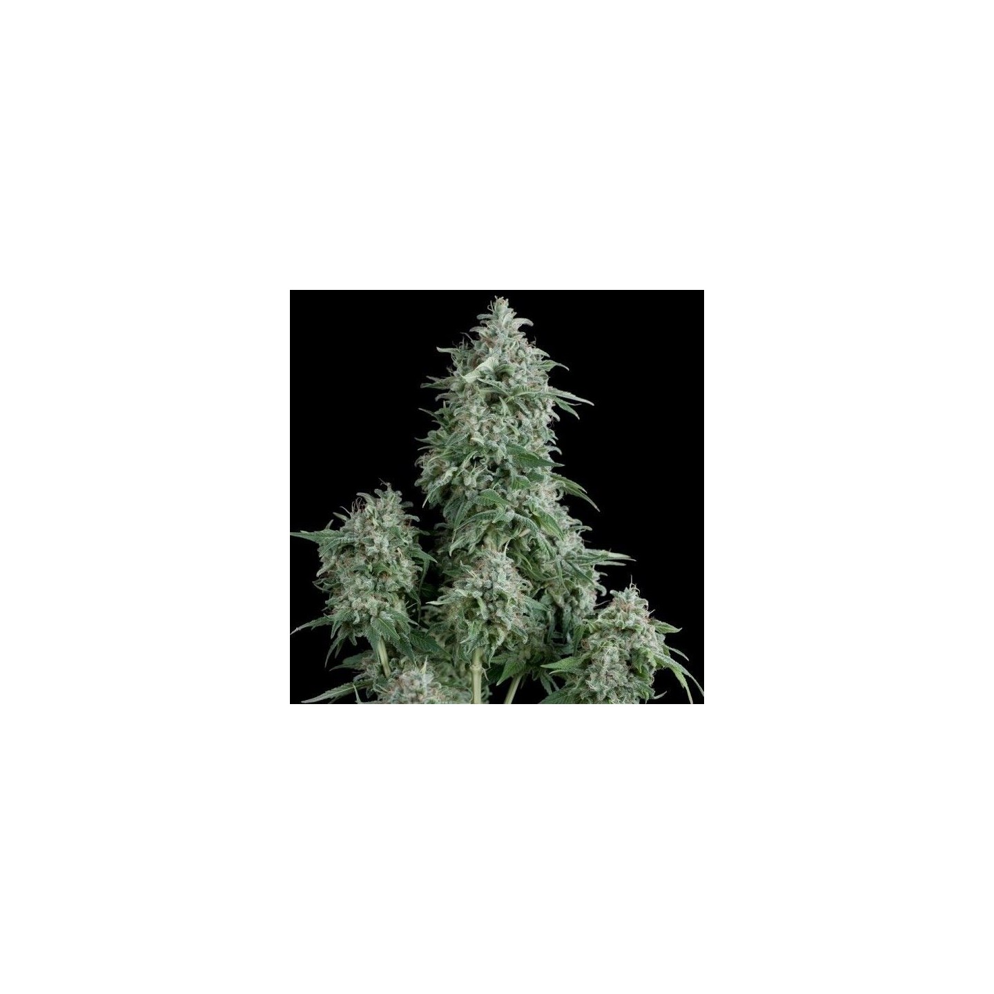 Anubis Feminizada de Pyramid Seeds