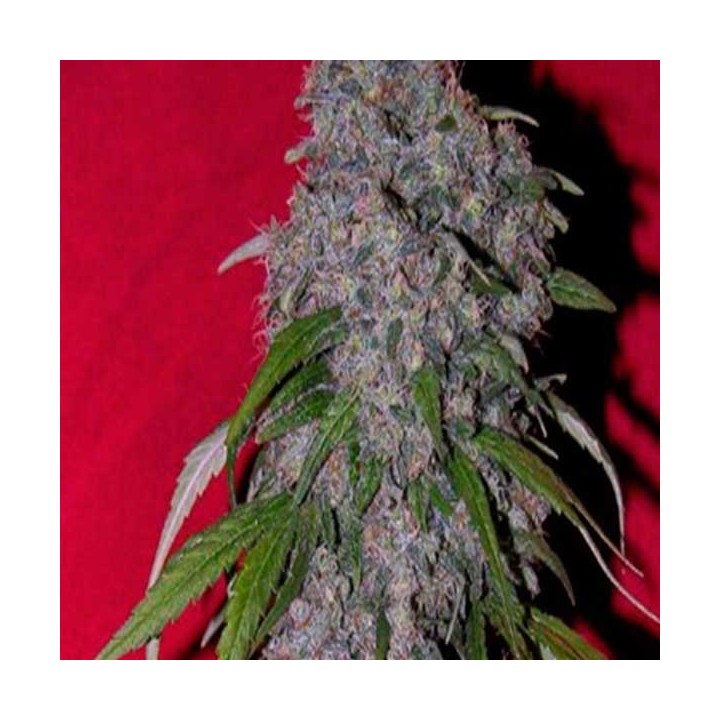 Nev. Haze Feminizada de Female Seeds