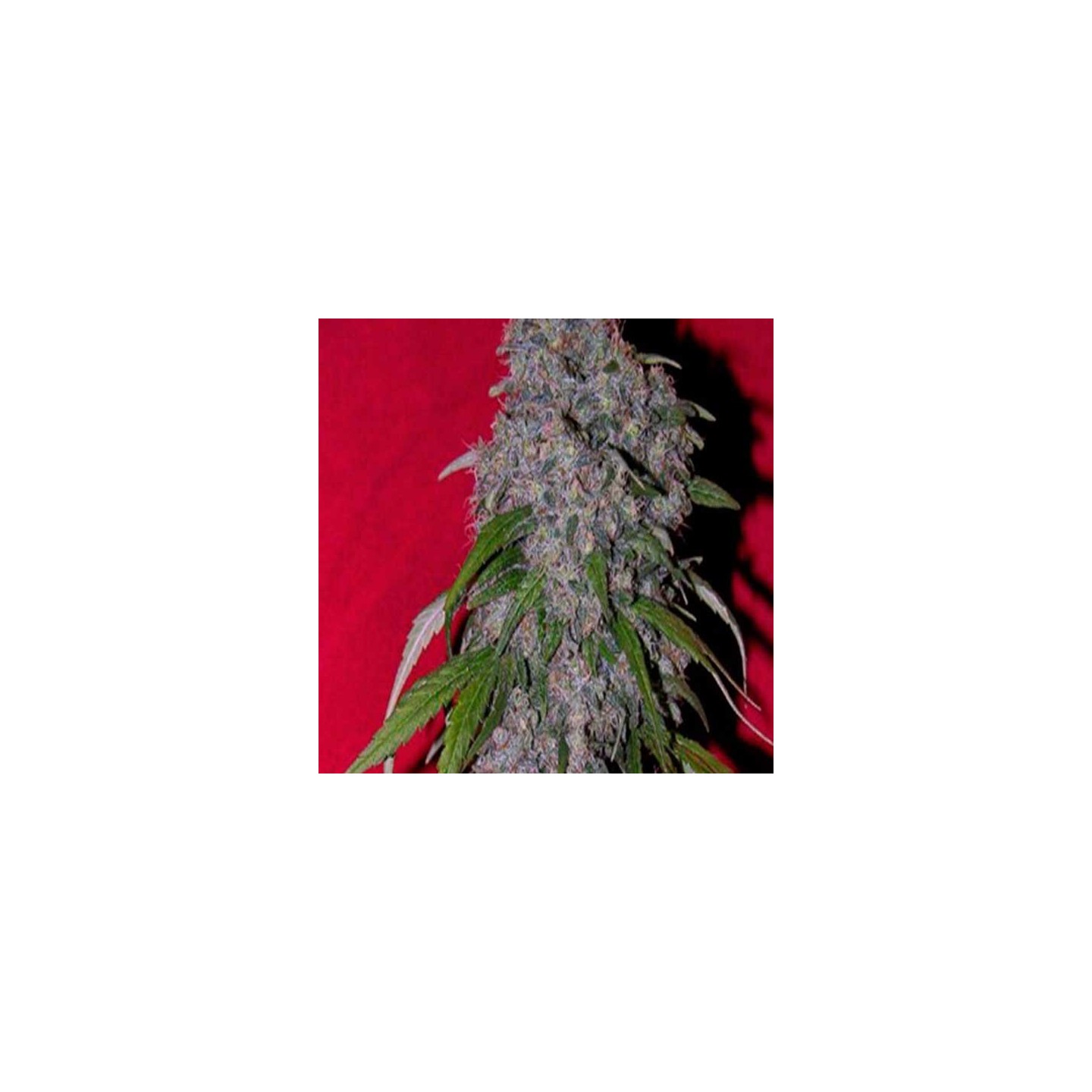 Nev. Haze Feminizada de Female Seeds