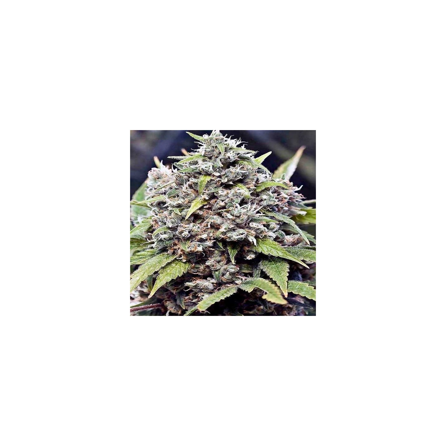 Pure Ak Feminizada de Female Seeds