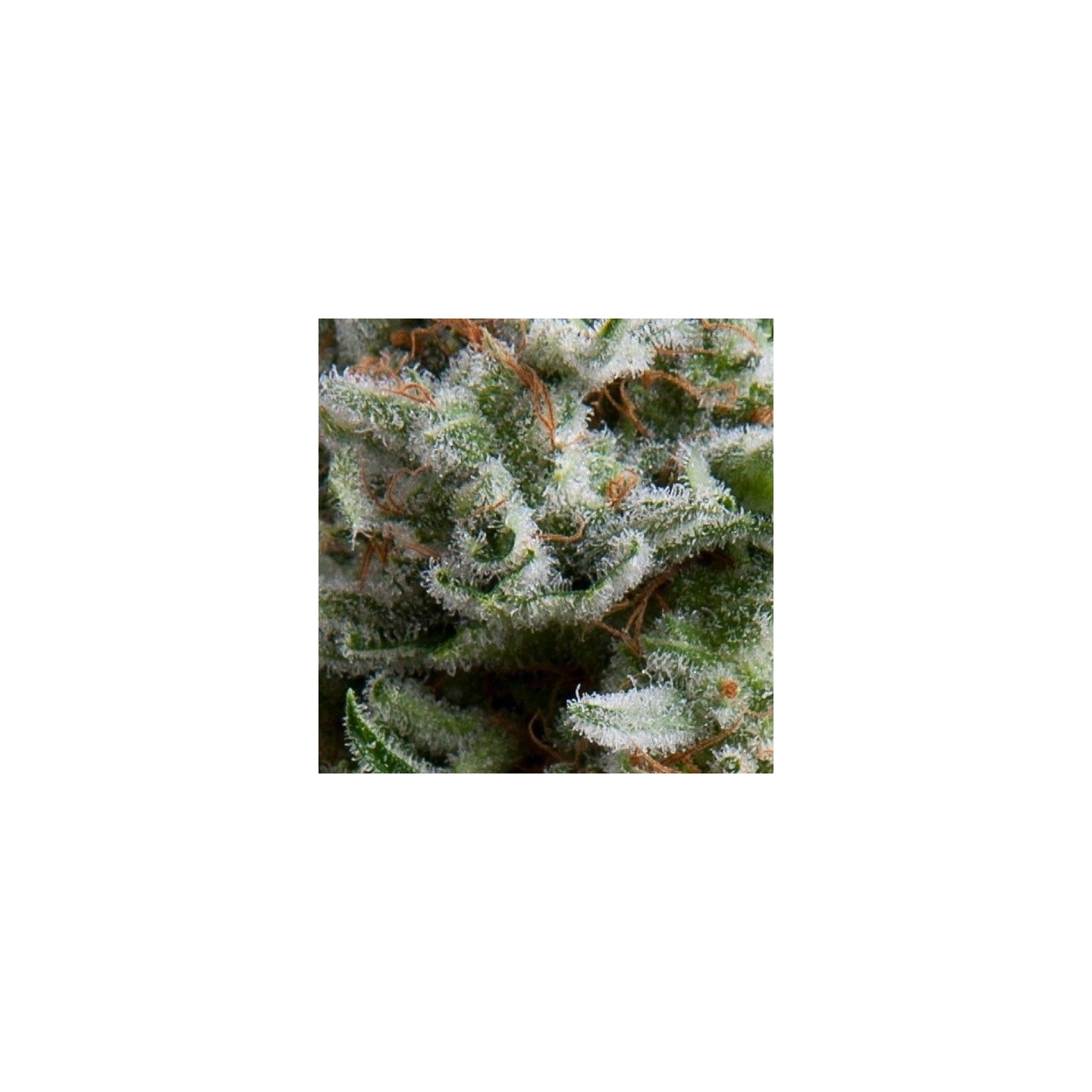Anesthesia Autofloreciente Feminizada de Pyramid Seeds