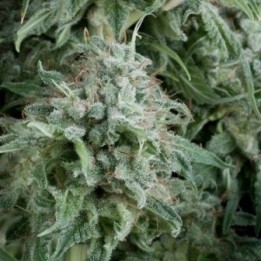 Anubis Autofloreciente Feminizada de Pyramid Seeds