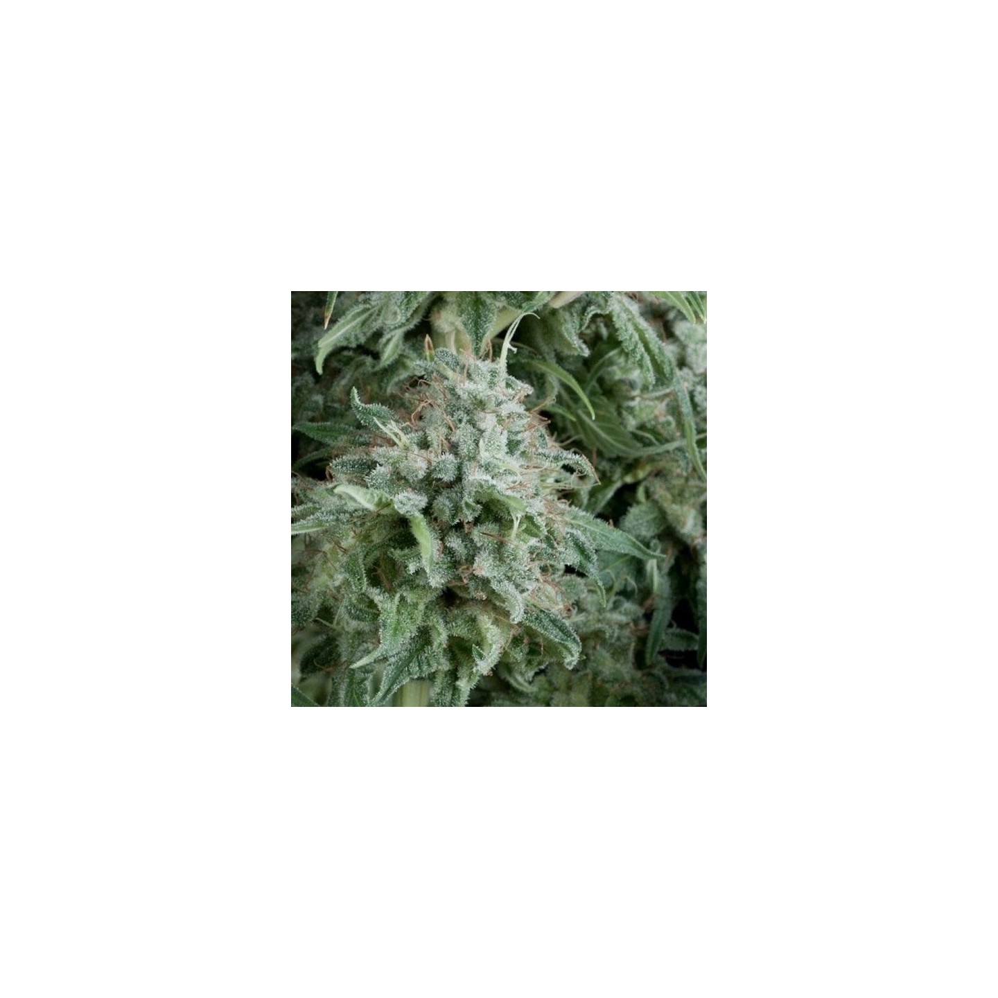 Anubis Autofloreciente Feminizada de Pyramid Seeds