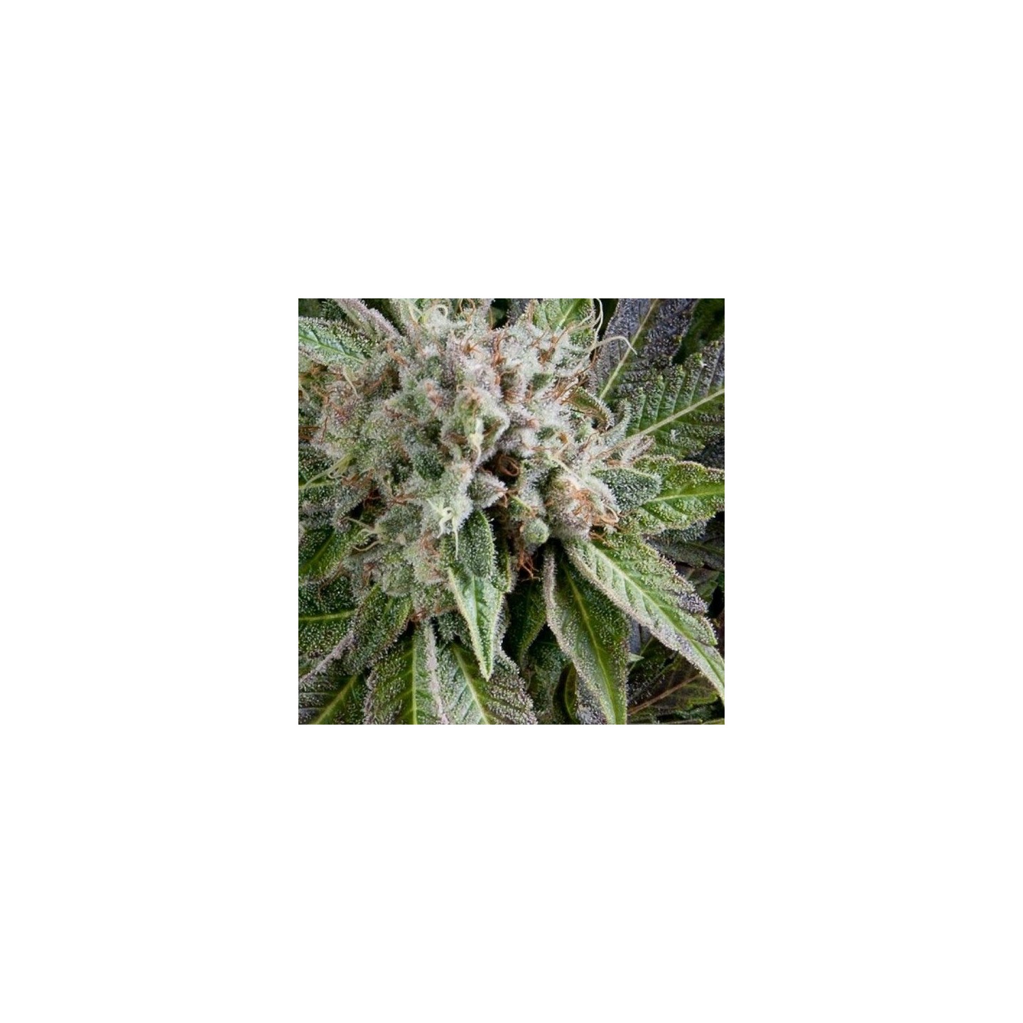 Blue Pyramid Autofloreciente Feminizada de Pyramid Seeds