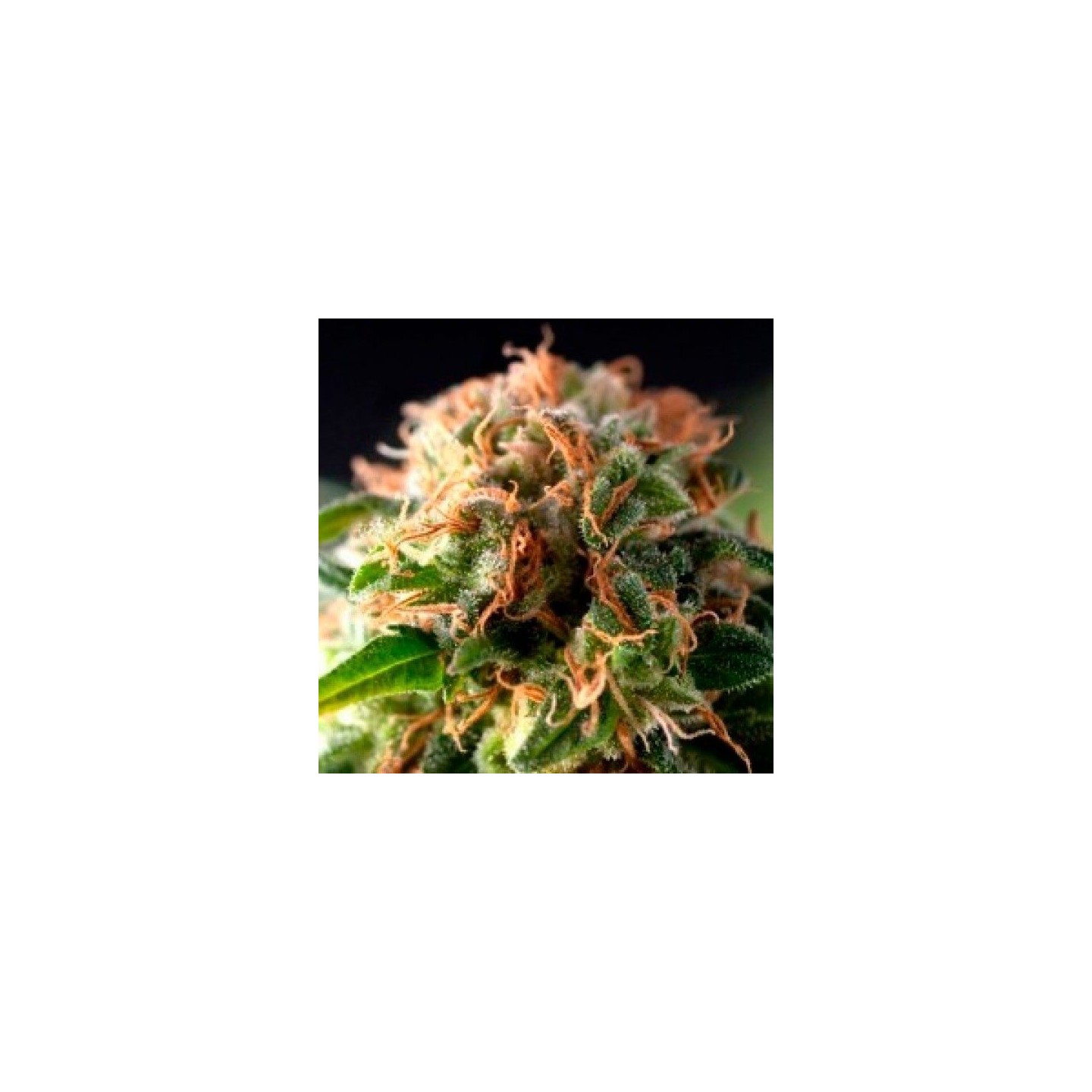 Fresh Candy Autofloreciente Feminizada de Pyramid Seeds