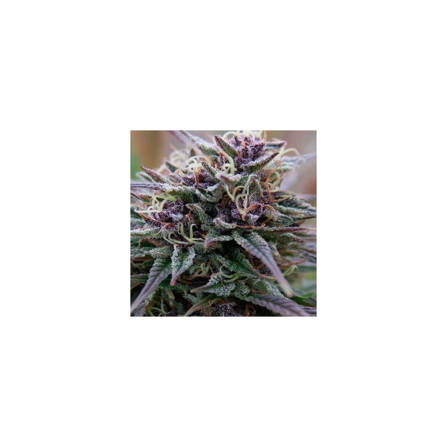 Purple Maroc Feminizada de Female Seeds