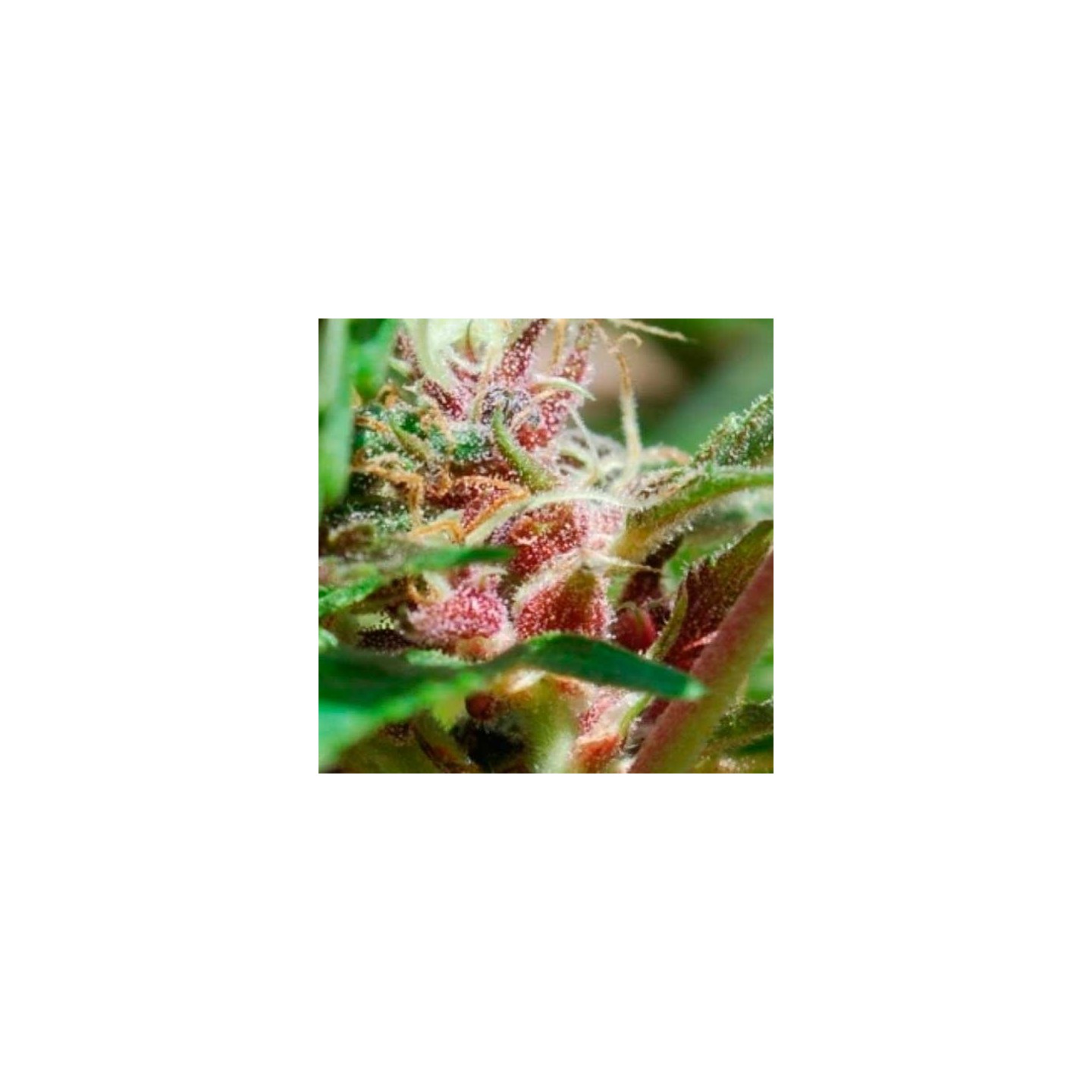 Red Purps Feminizada de Female Seeds