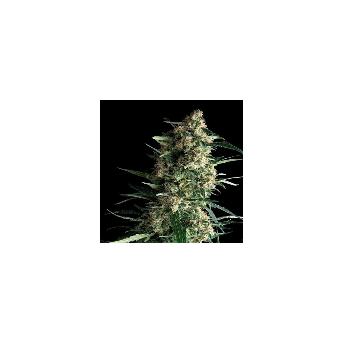 Galaxy Autofloreciente Feminizada de Pyramid Seeds
