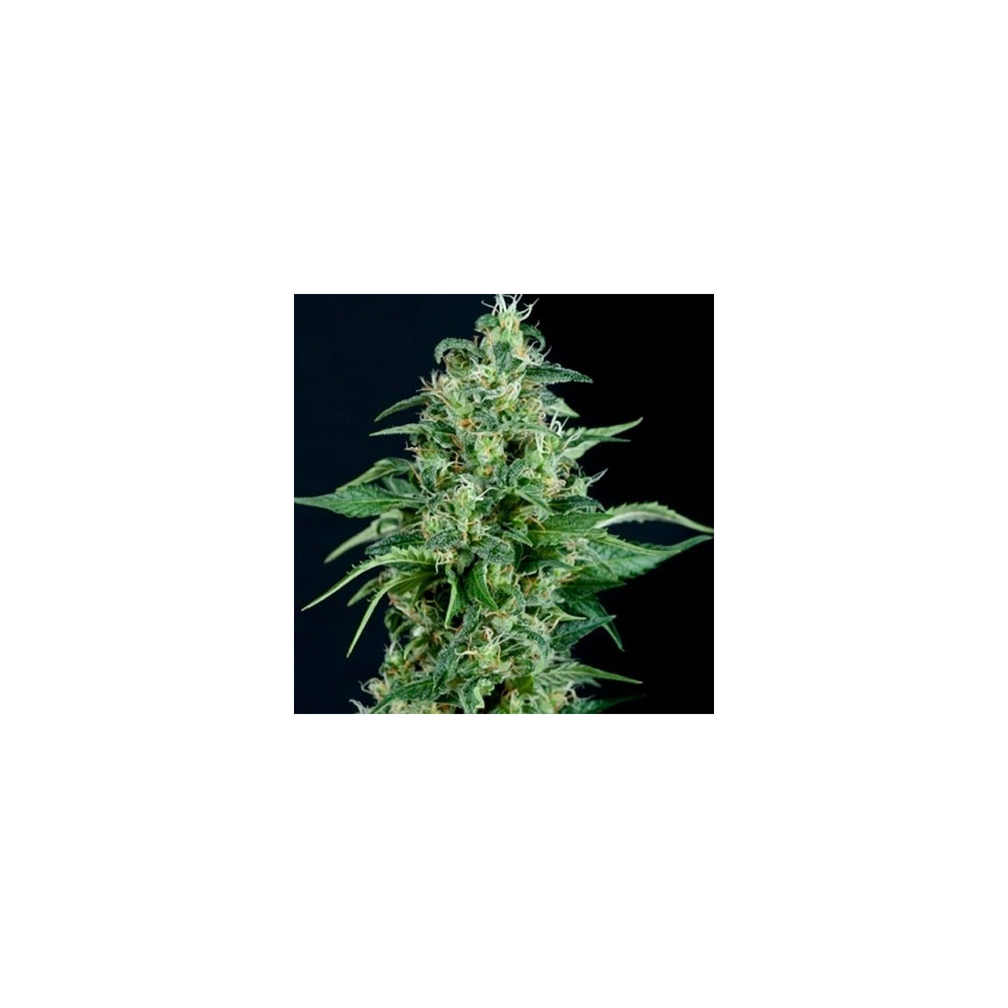 Kriptonite Autofloreciente Feminizada de Pyramid Seeds