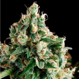 Lennon Autofloreciente Feminizada de Pyramid Seeds