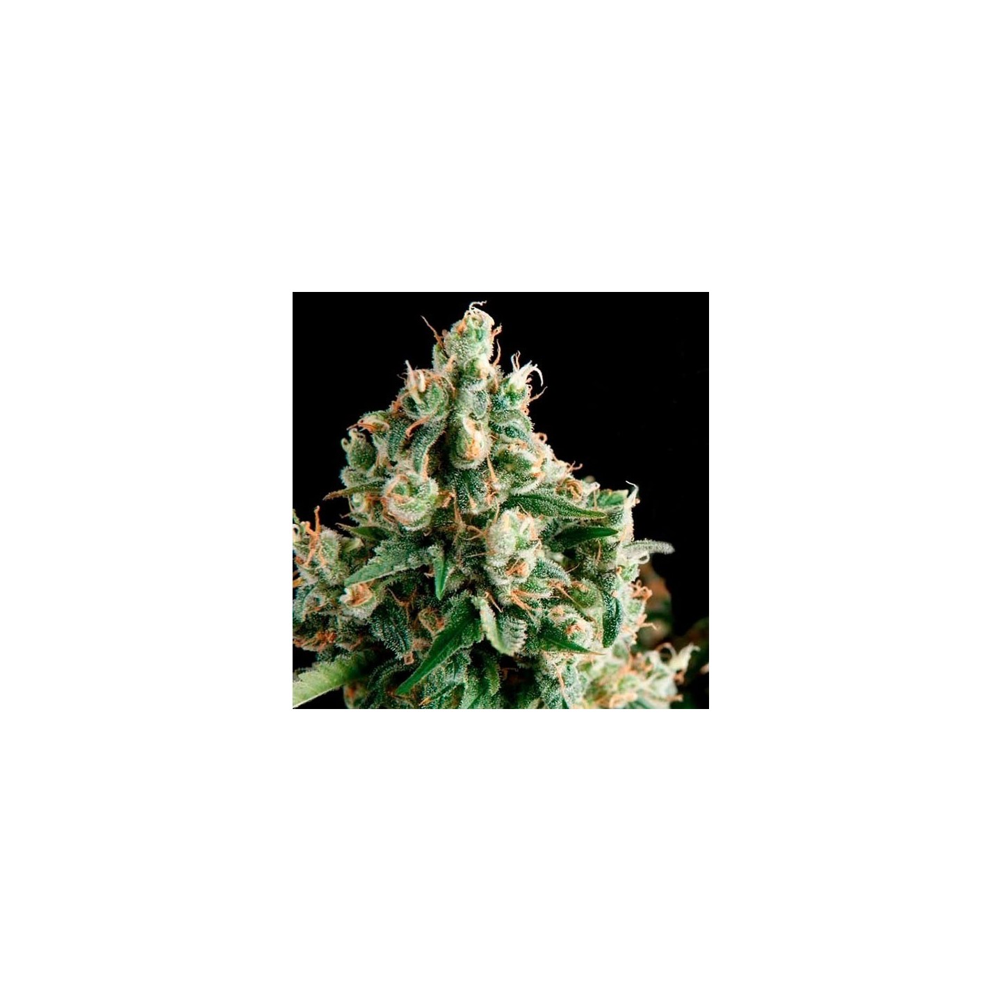 Lennon Autofloreciente Feminizada de Pyramid Seeds