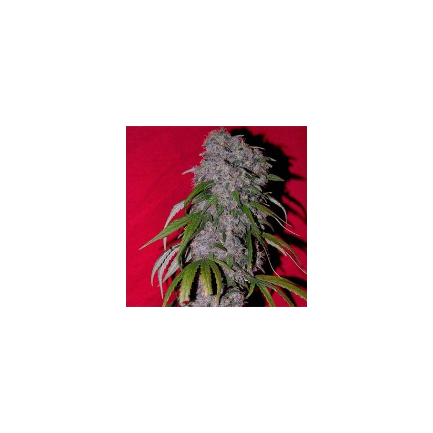 Sexbud Feminizada de Female Seeds