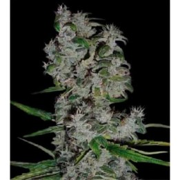 Nefertiti Autofloreciente Feminizada de Pyramid Seeds
